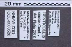 Etiketten zu Denticollis cinctus (Candèze, 1863) (NHMW-ZOO-COL-0008520)